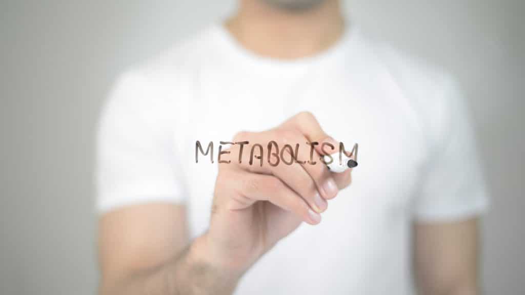 metabolism