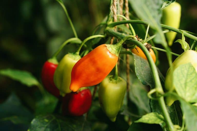 benefits-of-eating-hot-peppers-here-s-why-adding-some-kick-to-your