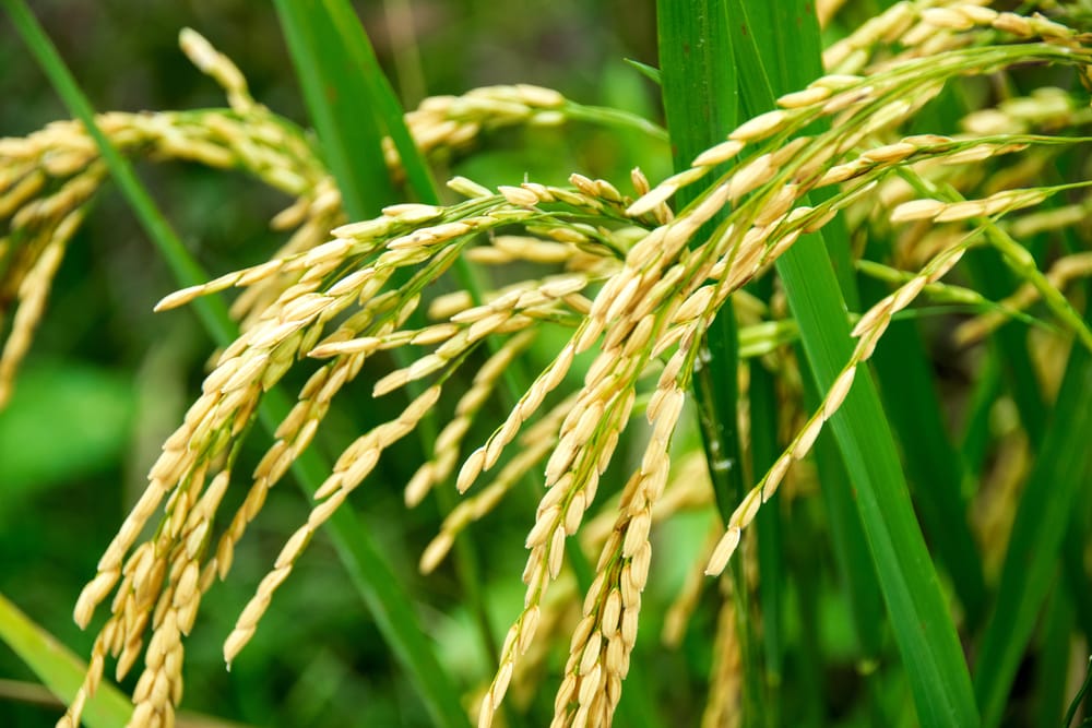 is-rice-fattening-examining-the-myths-misconceptions-and-nutrition-facts