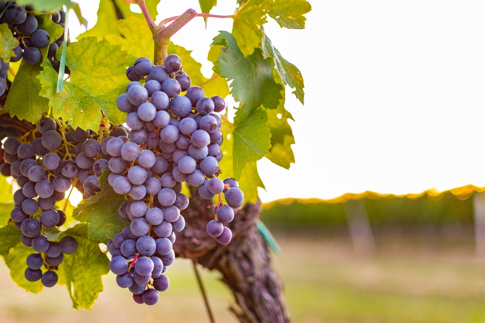 grape nutrition