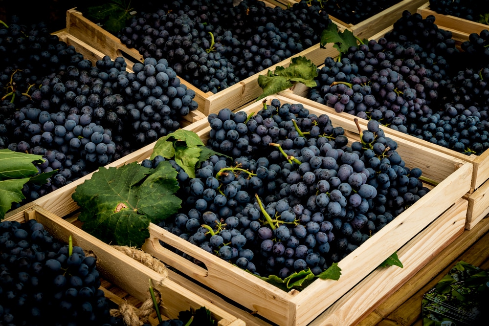 are grapes good for weight loss