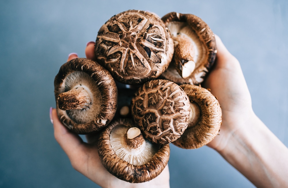 Shitake Mushroom Caps Whole - 8 Ounces - Whole Dried Japanese Shitake