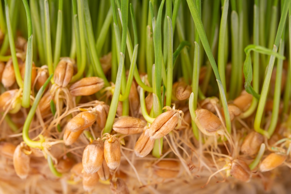 wheat germ nutrition