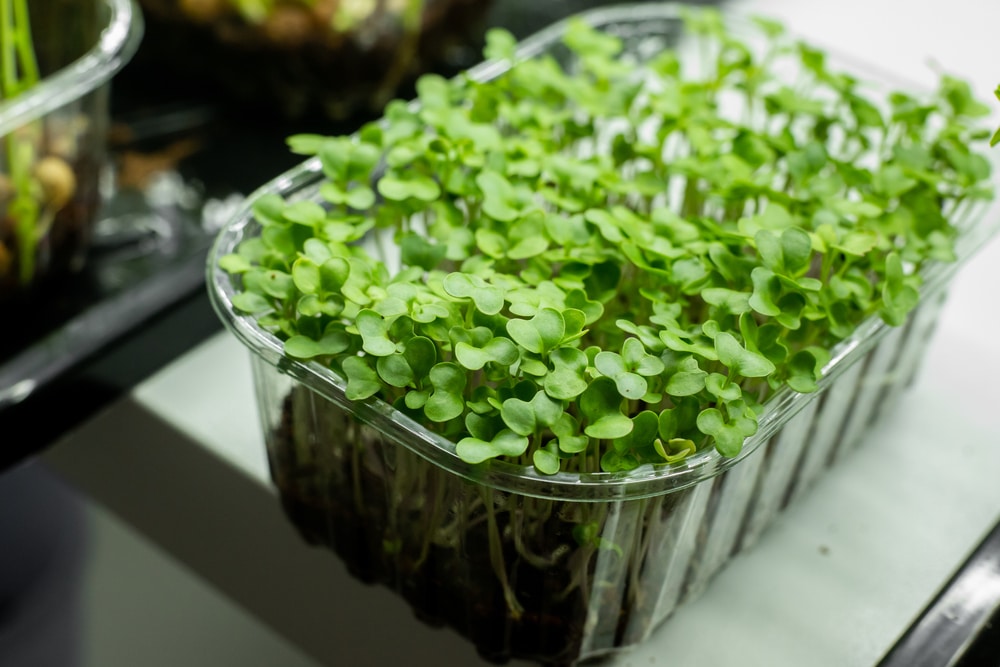 Broccoli Microgreens Nutrition Facts Health Benefits And Side Effects BetterMe