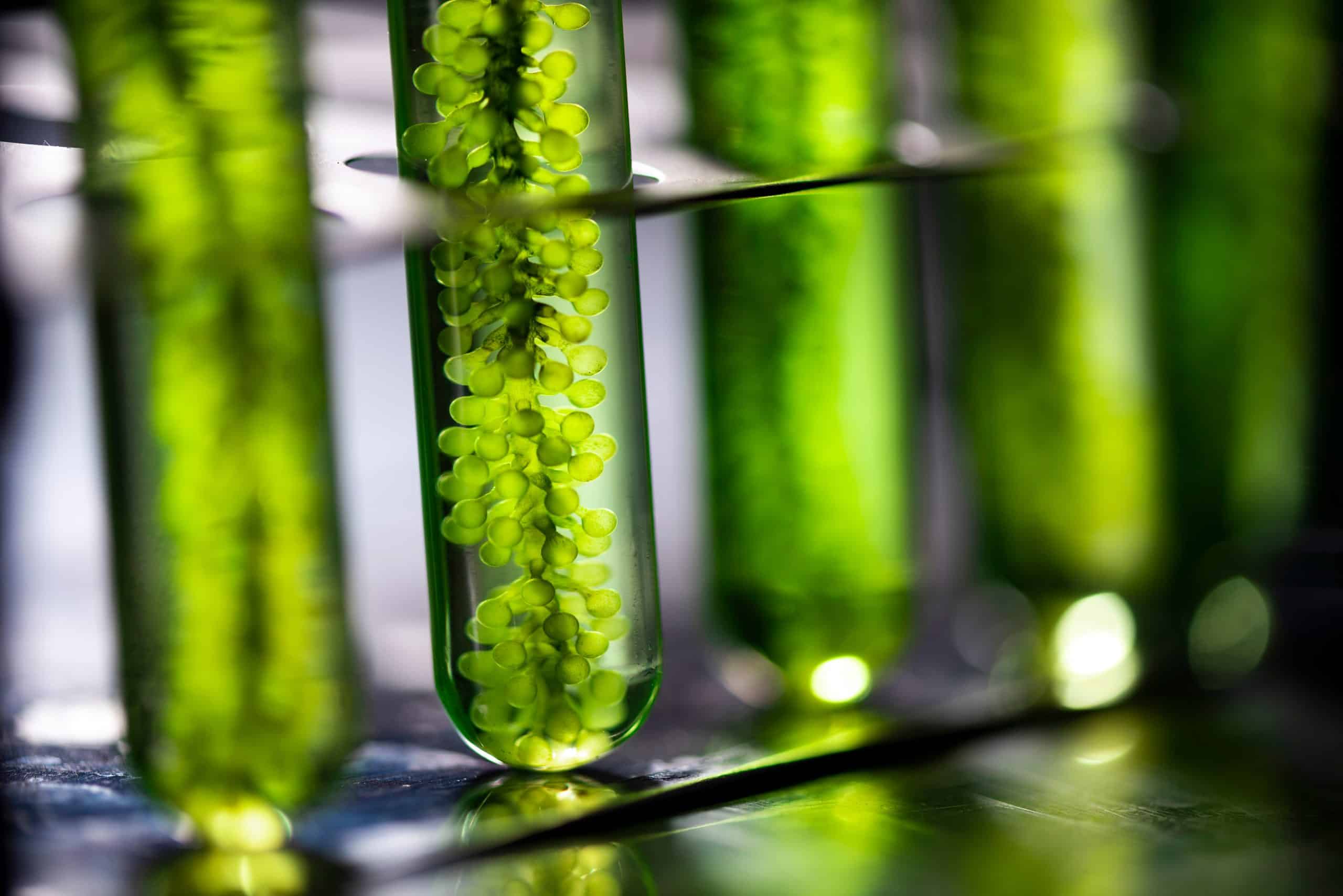 Производство водорослей. Микроводоросли биотопливо. Микроводоросли в биотехнологии. Водоросли для биотоплива. Энергия биотоплива.