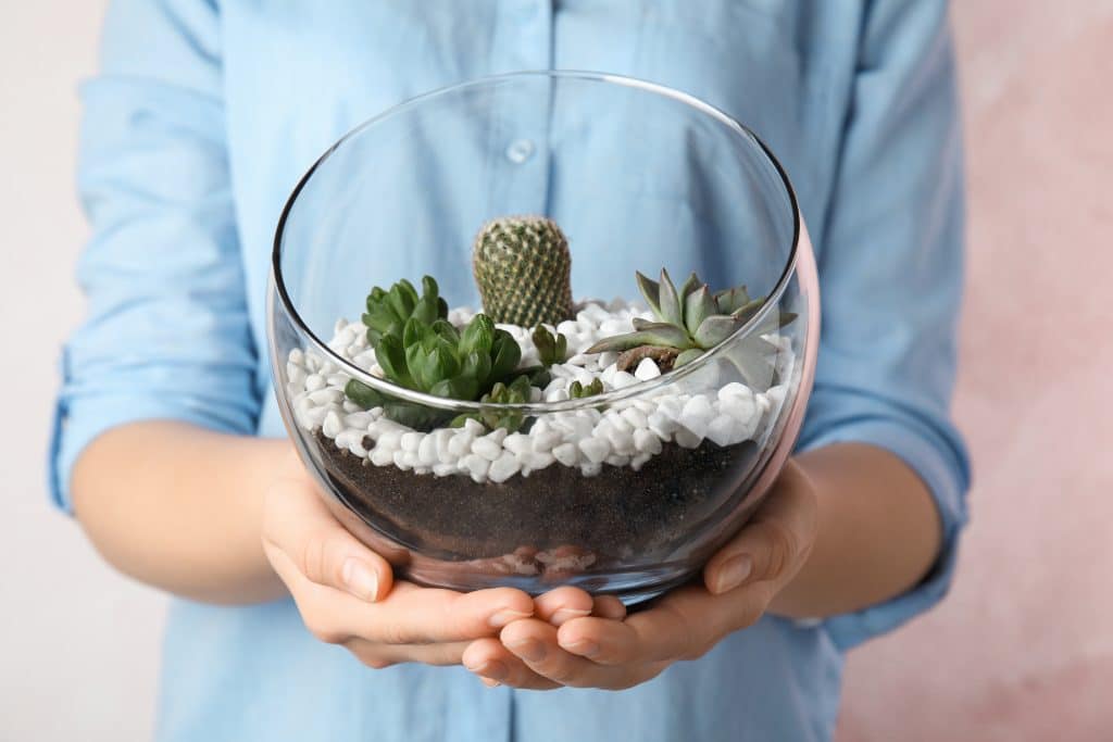 Art Therapy: Zen Gardens, Succulent Gardens (Terrariums)